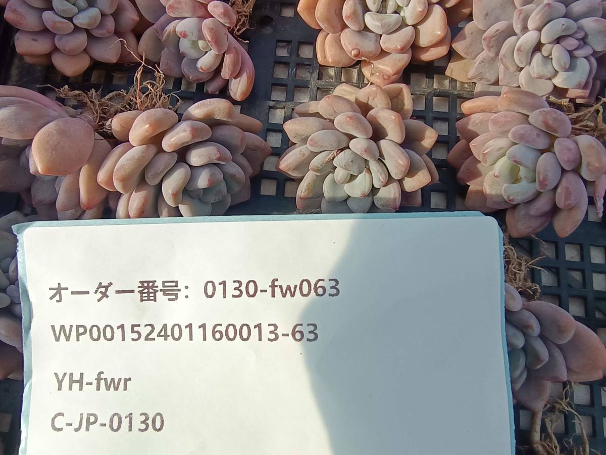 0130-fw063 キシリトール30個 ☆多肉植物　エケベリア　韓国_画像3