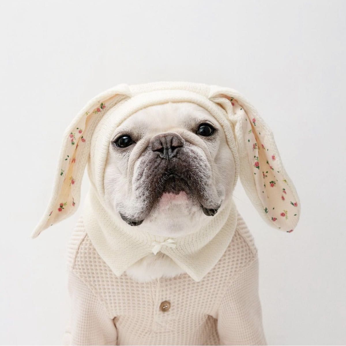 Mサイズ犬用 猫用 帽子うさぎ仮装ペット 服写真バースデー 記念撮影  ニット