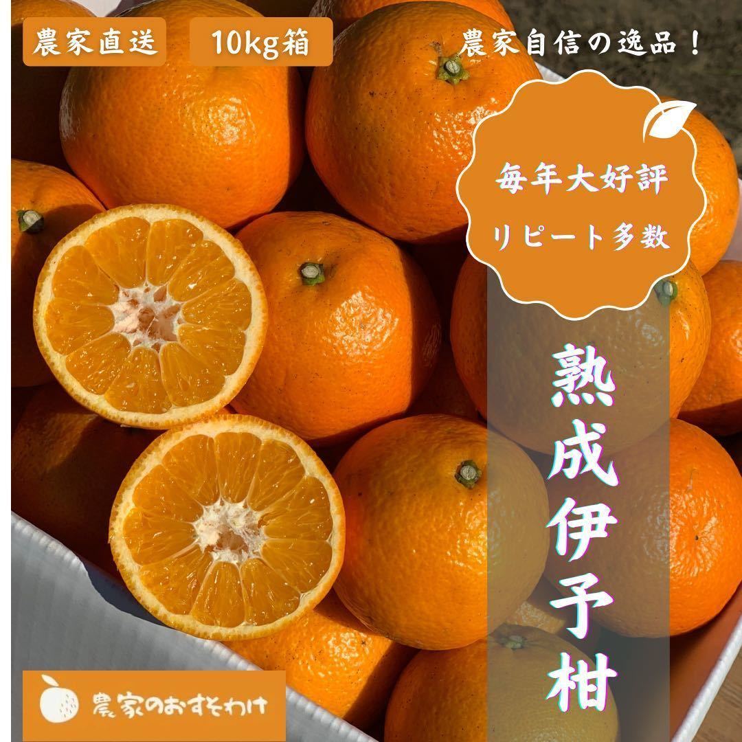 【熟成伊予柑】10kg 家庭用　毎年大好評！農家直送　サイズ混合　訳ありみかん　柑橘　愛媛県産　果物_画像1