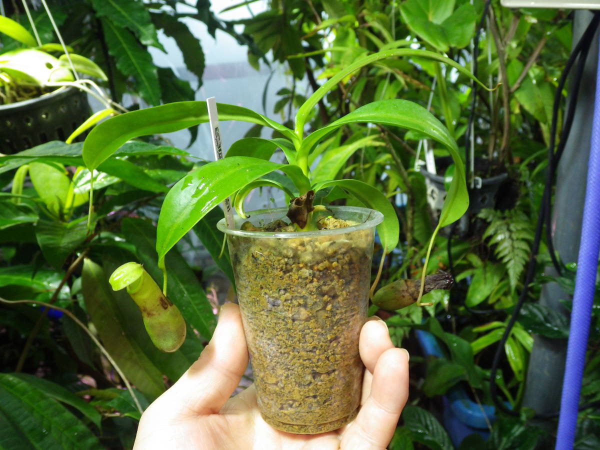 YFK2 食虫植物　Nepenthes ventoricosa. Mayon volcano, Luzon, Philippines_画像2
