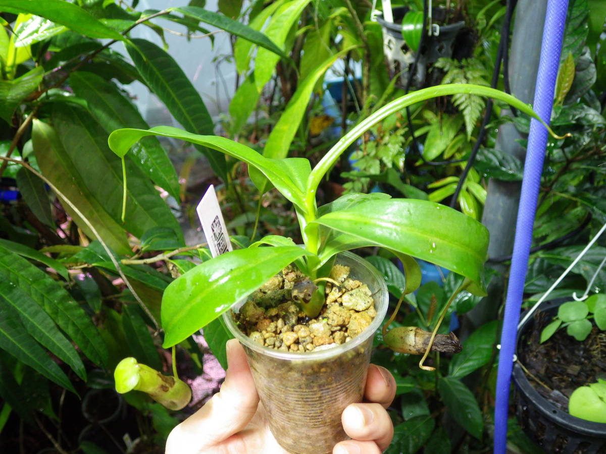YFK2 食虫植物　Nepenthes ventoricosa. Mayon volcano, Luzon, Philippines_画像1