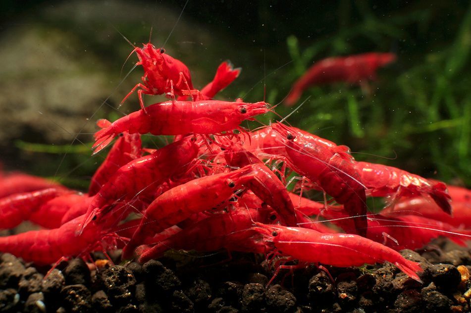  free shipping! red fai archery shrimp 120 pcs # Red Bee Shrimp # ultimate fire .# yellow Cherry shrimp # aquarium 