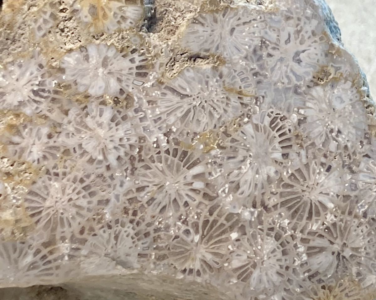 インドネシア　ジャワ島産超巨石天然フォシルコーラル原1750g［珊瑚の化石］激レア石_画像2