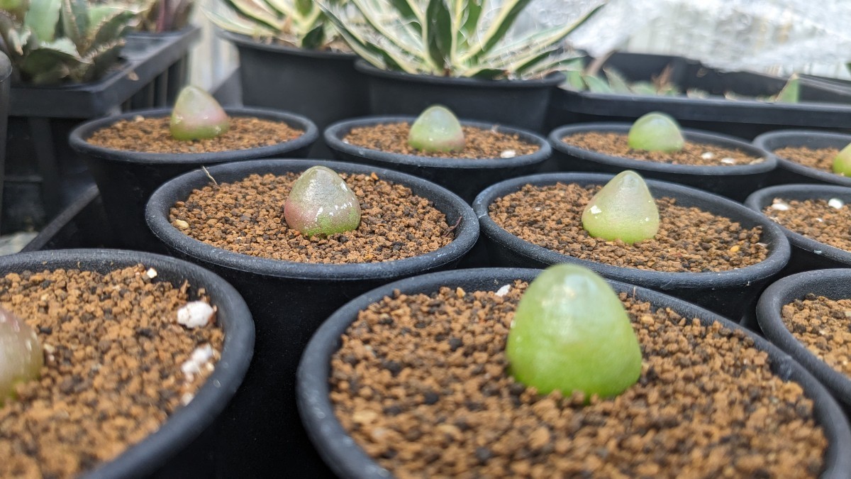 多肉植物 コノフィツム ブルゲリ(種子)100粒|花、園芸 多肉植物 コノフィツム ブルゲリ(種子)100粒|花、園芸