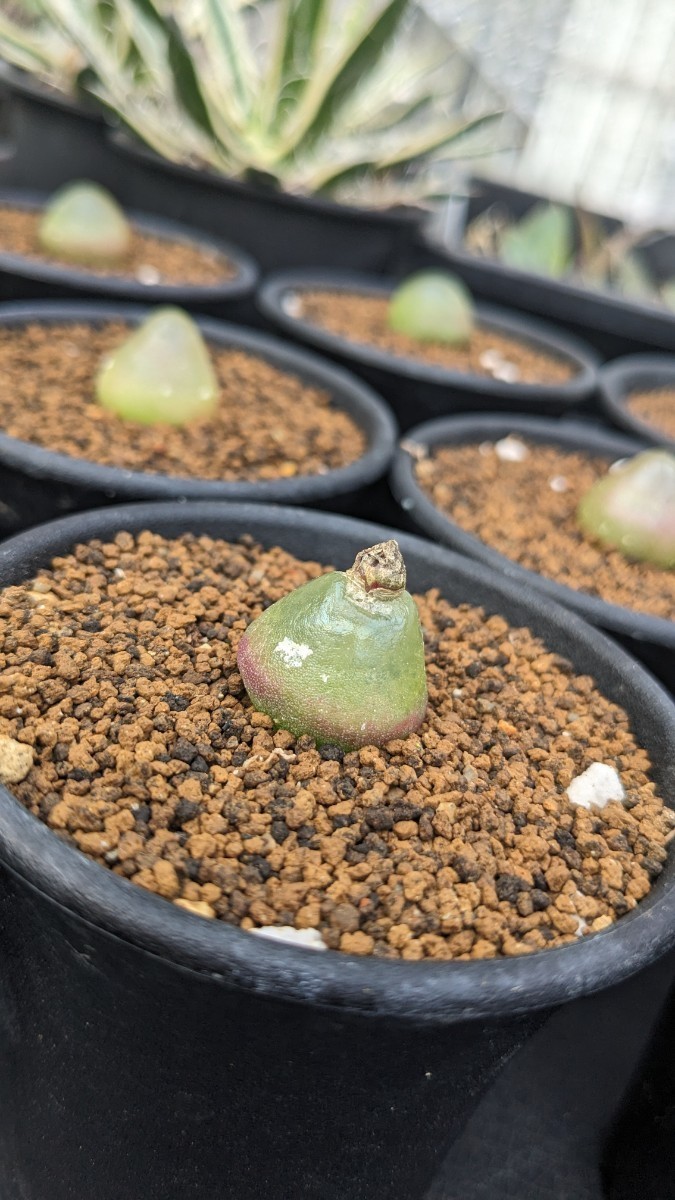 Conophytum_burgeriコノフィツム　ブルゲリ自家国産種子　　1房　250〜300粒ほど多肉植物 サボテン_親