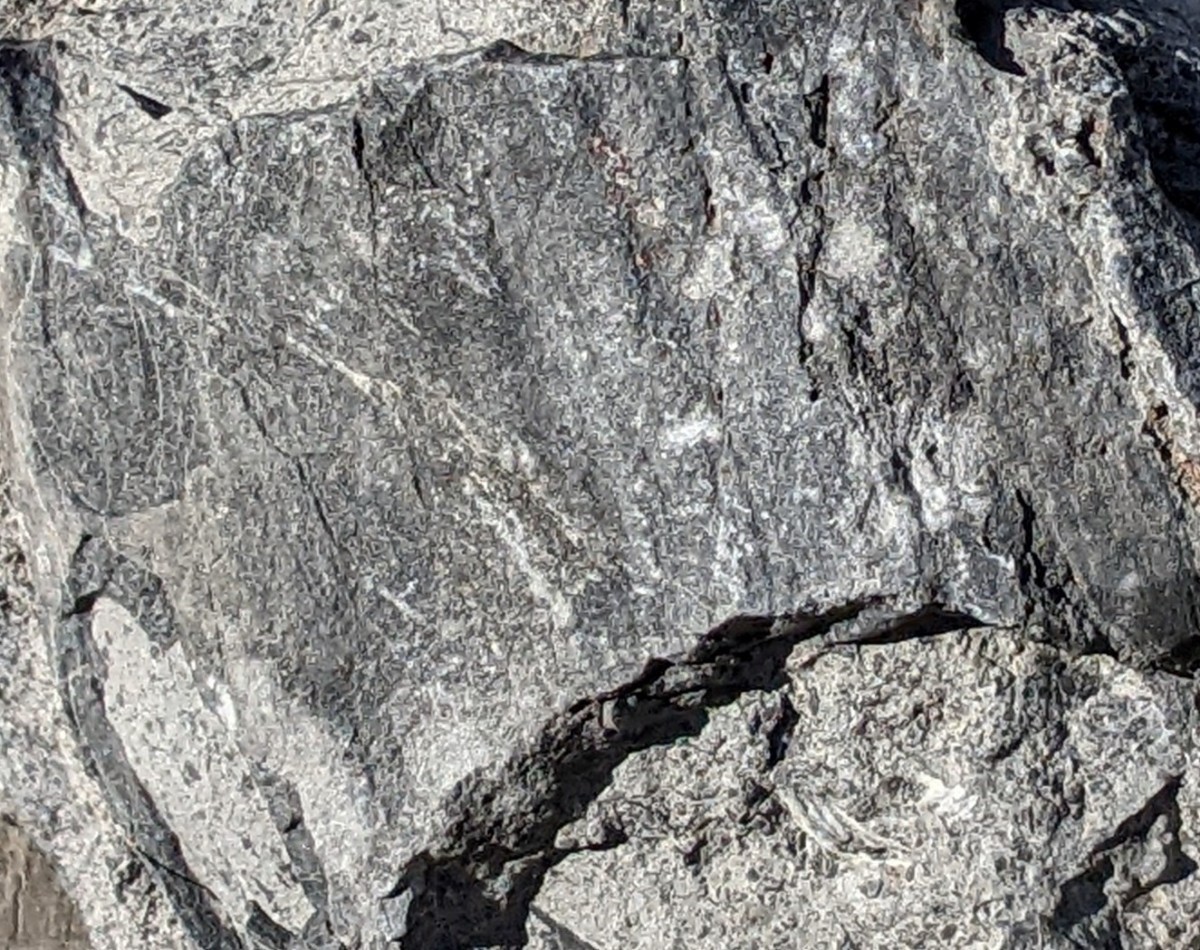 岐阜県金生山の貝化石_画像5