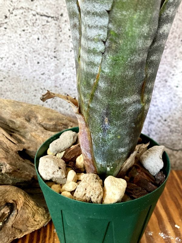 【Frontier Plants】【現品】ビルベルギア・スモークスタック　Billbergia Smokestack【A】_画像3