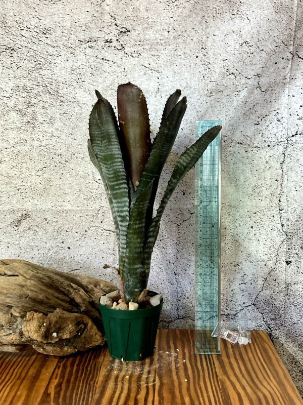 【Frontier Plants】【現品】ビルベルギア・スモークスタック　Billbergia Smokestack【A】_画像2