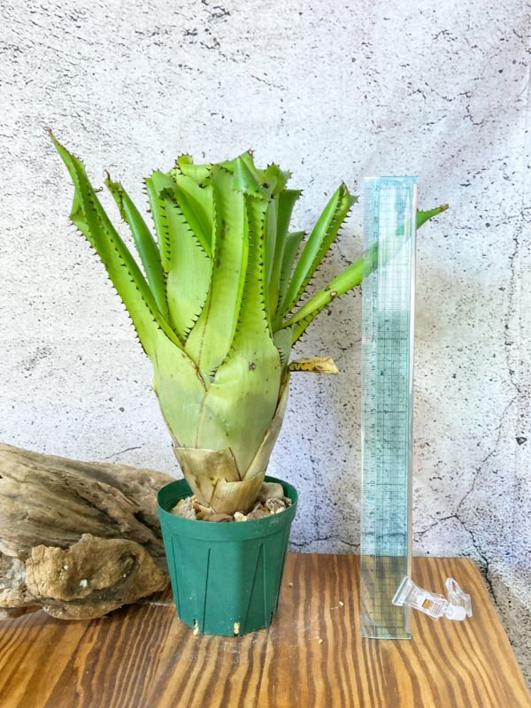 【Frontier Plants】【現品】エクメア・トリアングラリス　Aechmea triangularis_画像3