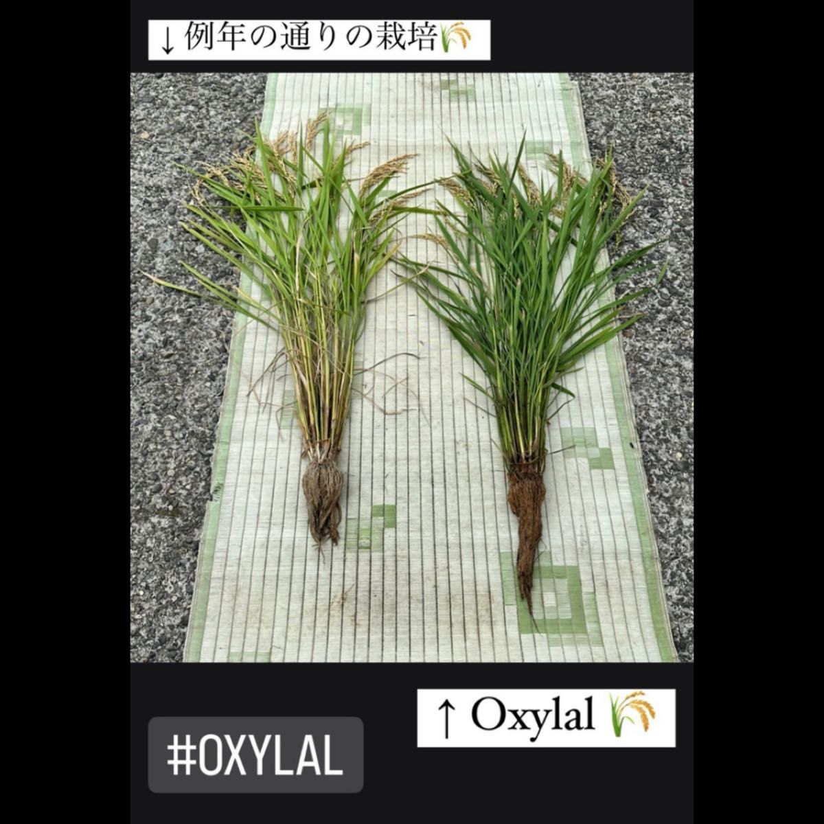 令和５年 秋田県産 Oxylal米 オキシラルこまち ３kg 特別栽培米