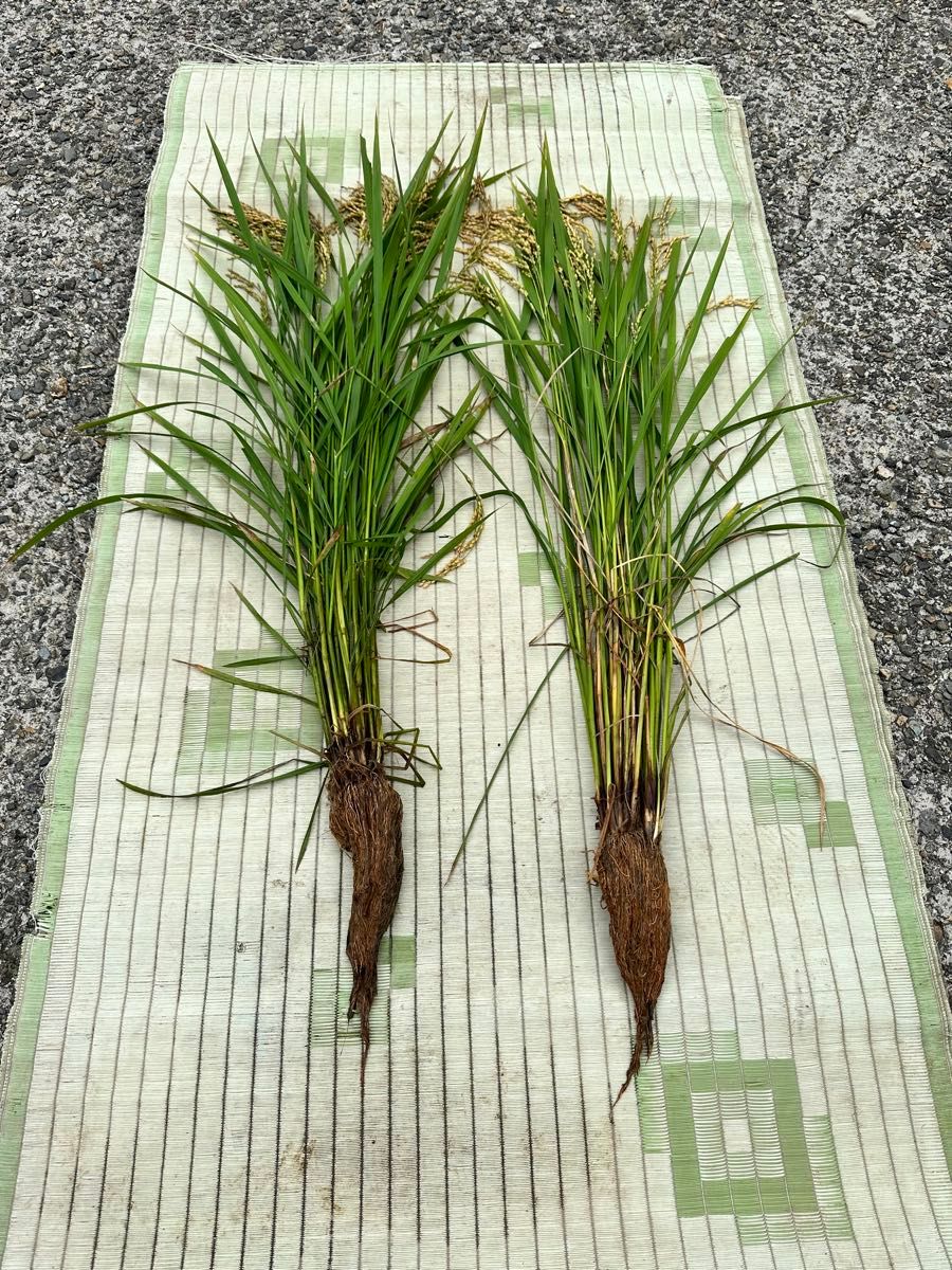 令和５年 秋田県産 Oxylal米 オキシラルこまち ３kg 特別栽培米