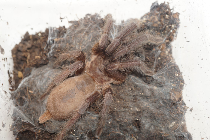 【北海道、九州、沖縄等航空便地域発送不可】Ｃholobrachys sp kaeng krachan　Brown　【レッグスパン約8-10ｃｍ】_画像1