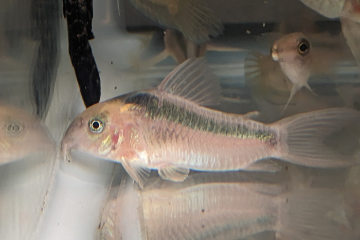 Corydoras Rabouti Corydoras Rabauti 3