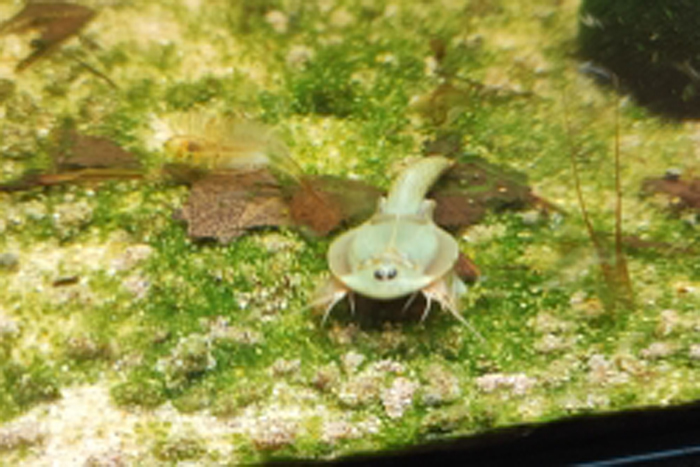 【送料無料】超珍種　Triops Longicaudatus Mongolei　トリオプス　カブトエビ　乾燥卵_画像2