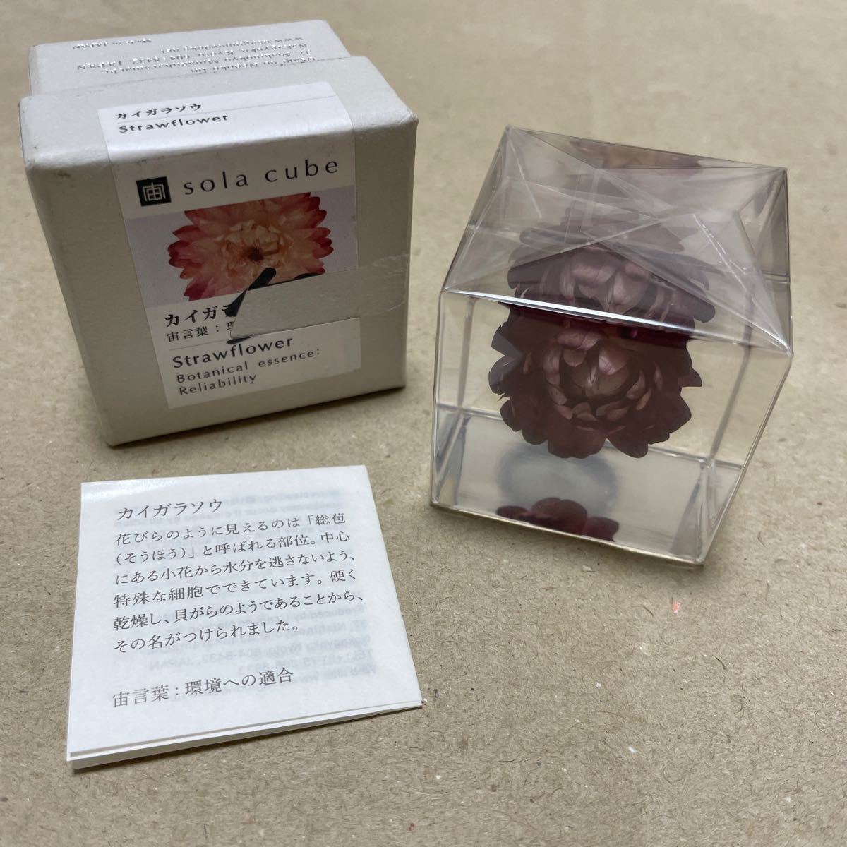 宙-sola- ソラ sola cube カイガラソウ アクリルキューブ ウサギノネドコ　置物_画像1