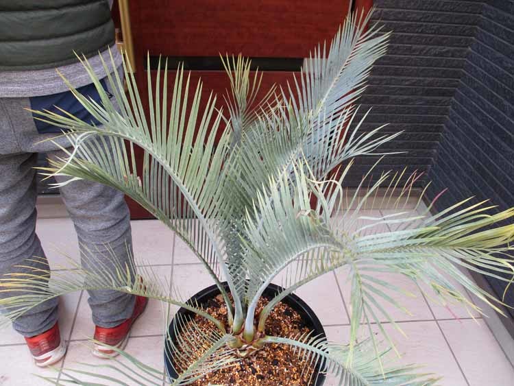 [ reality goods ] macro The mia *mak Don ne Lee (Macrozamia macdonnellii) 13 number MK number 