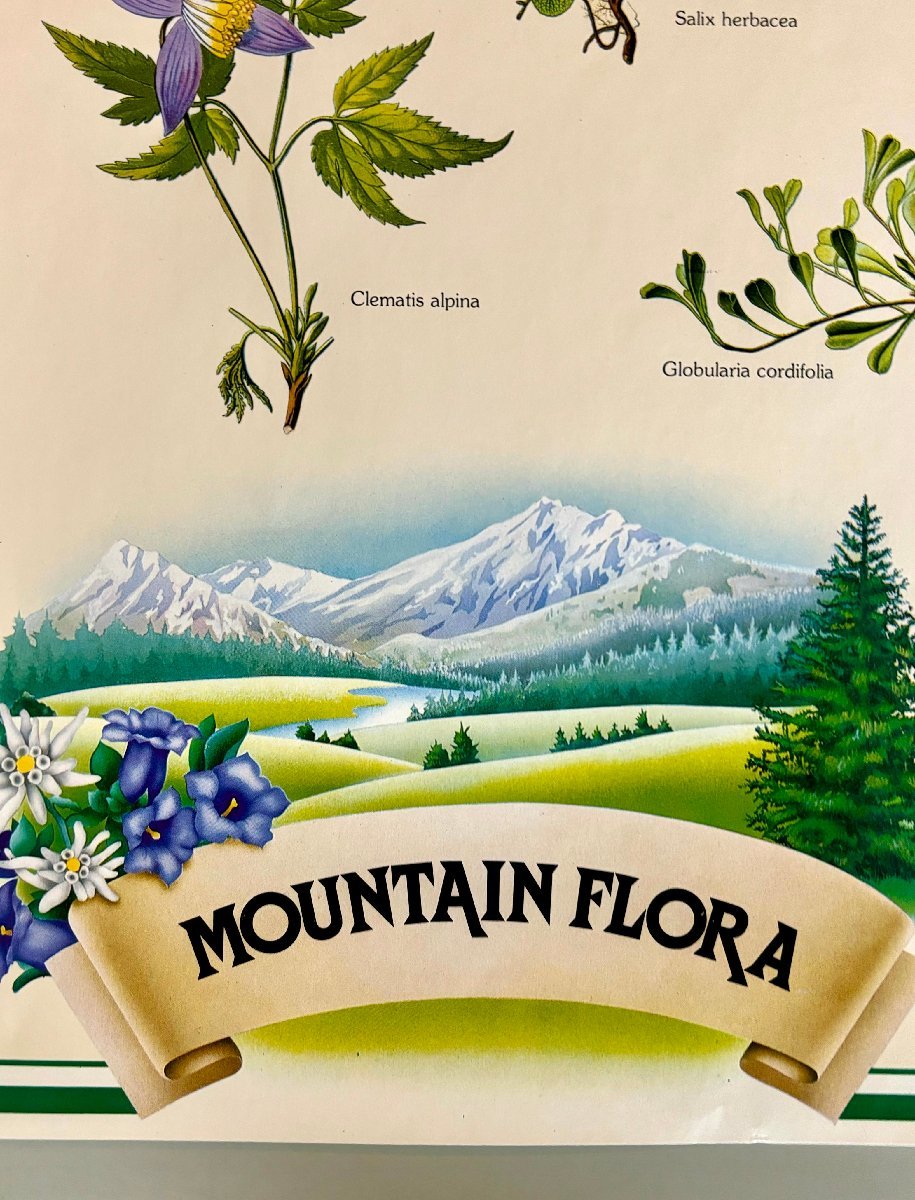 MOINTAIN FLORA　高山植物　レトロ　一覧　年代物　ポスター　_画像2