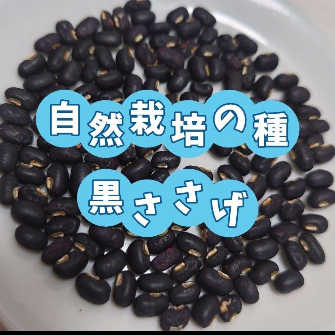 【自然栽培】黒ささげの種 45粒 自家採種 固定種 自然農 種取りできる 農薬不使用 無肥料 自然食品 酵素玄米