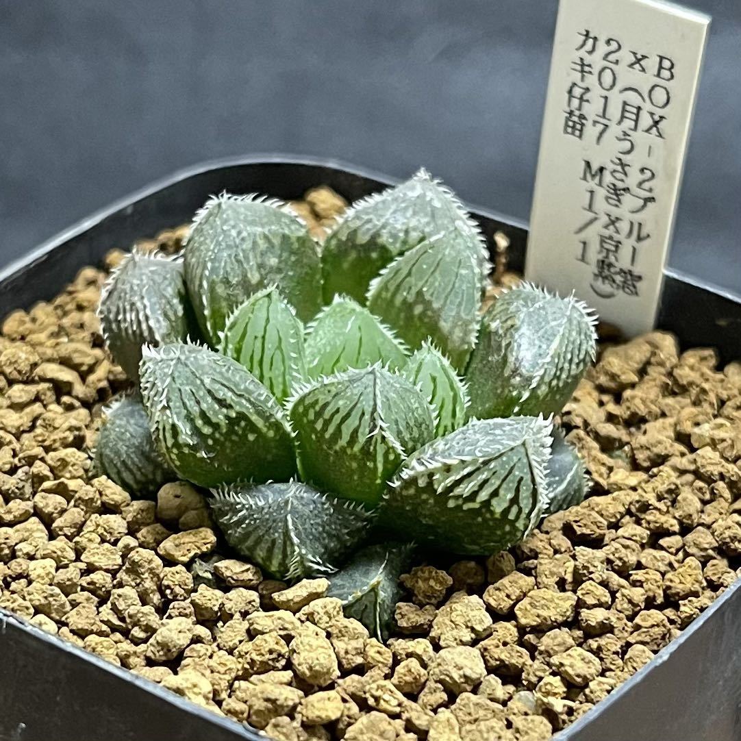 多肉植物　ハオルチア　BOX-2ブルー窓×(月うさぎ×京紫)2017実生選抜 M1/1_画像1