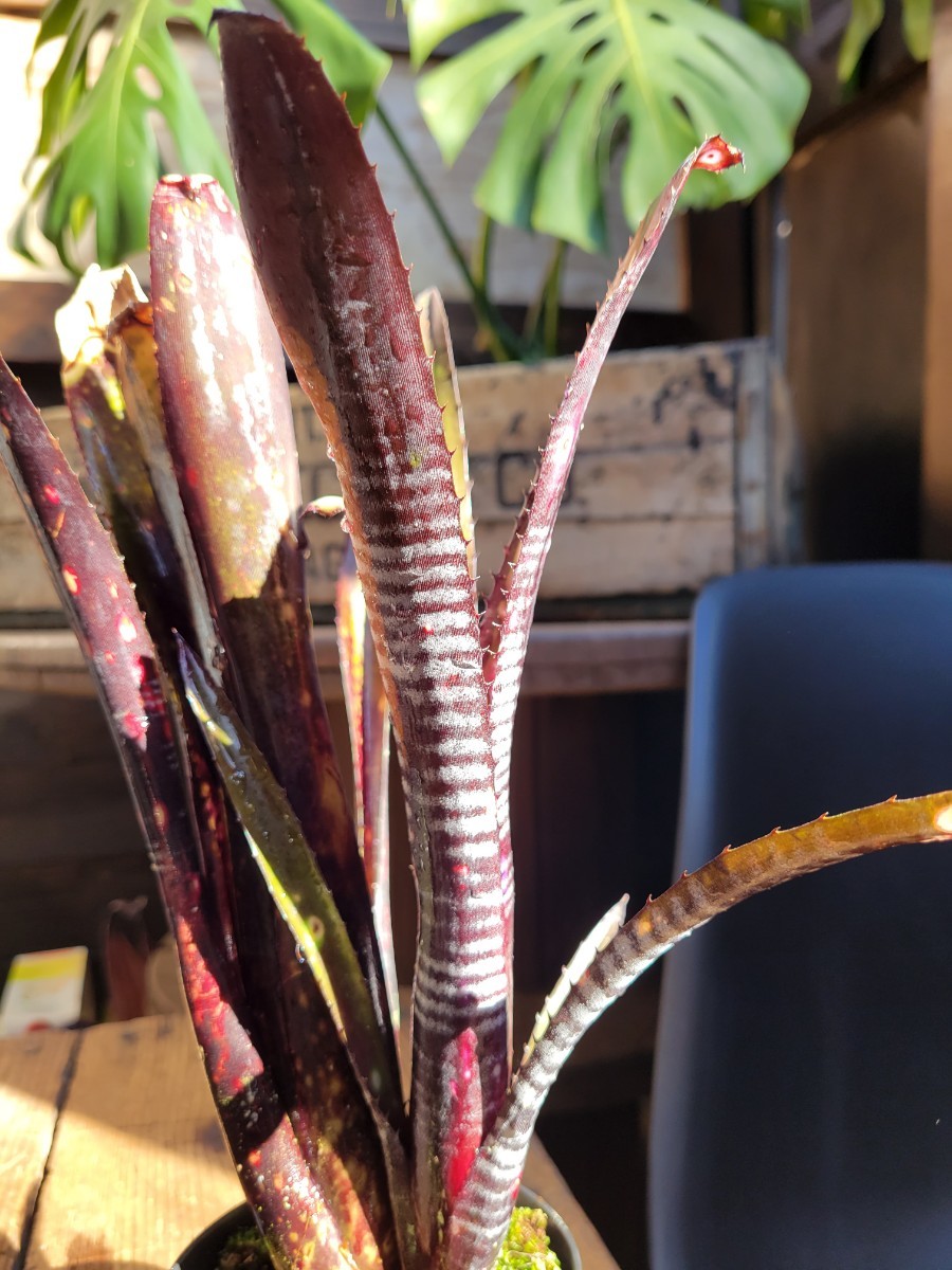 ビルベルギア ダースベイダー［Billbergia 'Darth Vader'］オマケ付き【検索】 ビルベルギア Billbergia タンクブロメリア Smokestack _画像4