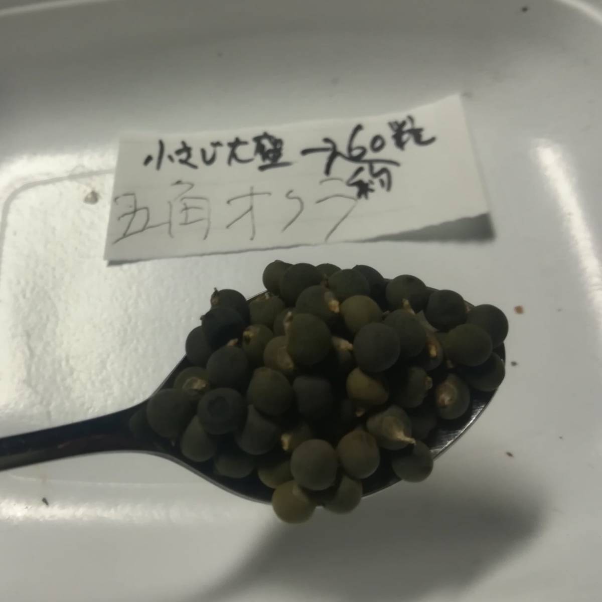 ■■今が播き時■■　！増量中！　【 五角オクラ　種　100粒以上 】自然農法（農薬不使用無肥料不耕起）自然栽培　自家採種　送料73円～_画像2