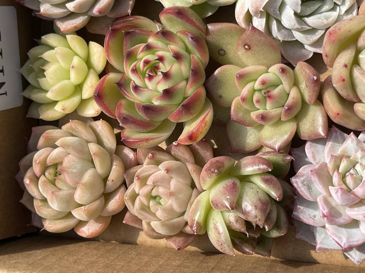 62株　N111+N112多肉植物 エケベリア属　Echeveria DC 　ベンケイソウ科　交雑種類　超美苗 サボテン 観葉植物 花 レア種62株セット_画像10