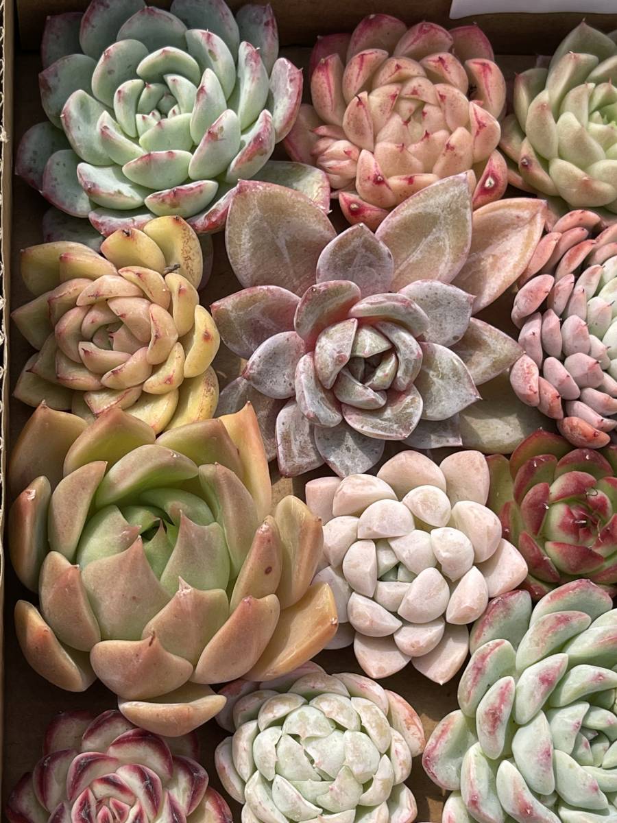 61株　L67+L68　多肉植物 エケベリア属　Echeveria DC 　ベンケイソウ科　交雑種類　超美苗 サボ テン 観葉植物 花 レア種 61株セット_画像9