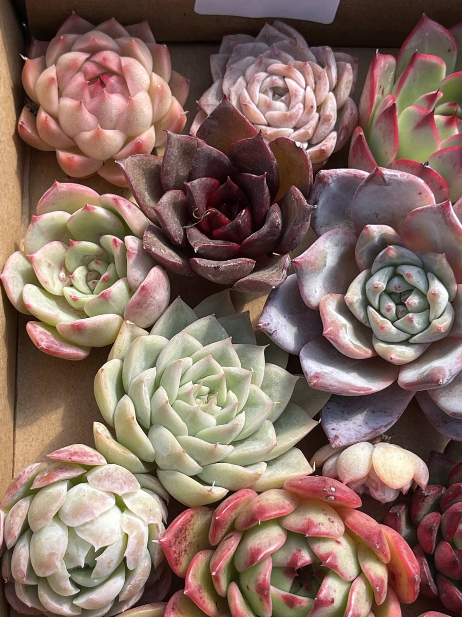 52株　L149+L150　多肉植物 エケベリア属　Echeveria DC 　ベンケイソウ科　交雑種類　超美苗 サボテン 観葉植物 花 レア種 52株セット_画像9