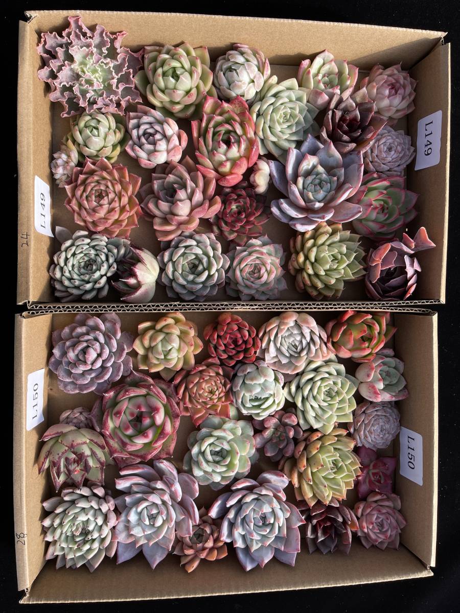 52株　L149+L150　多肉植物 エケベリア属　Echeveria DC 　ベンケイソウ科　交雑種類　超美苗 サボテン 観葉植物 花 レア種 52株セット_画像1