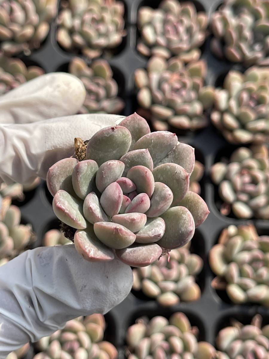 72株 L505-5 多肉植物 エケベリアミダス国王 超美苗 サボテン 観葉植物 花 園芸　レア種 土と根付きで_画像1