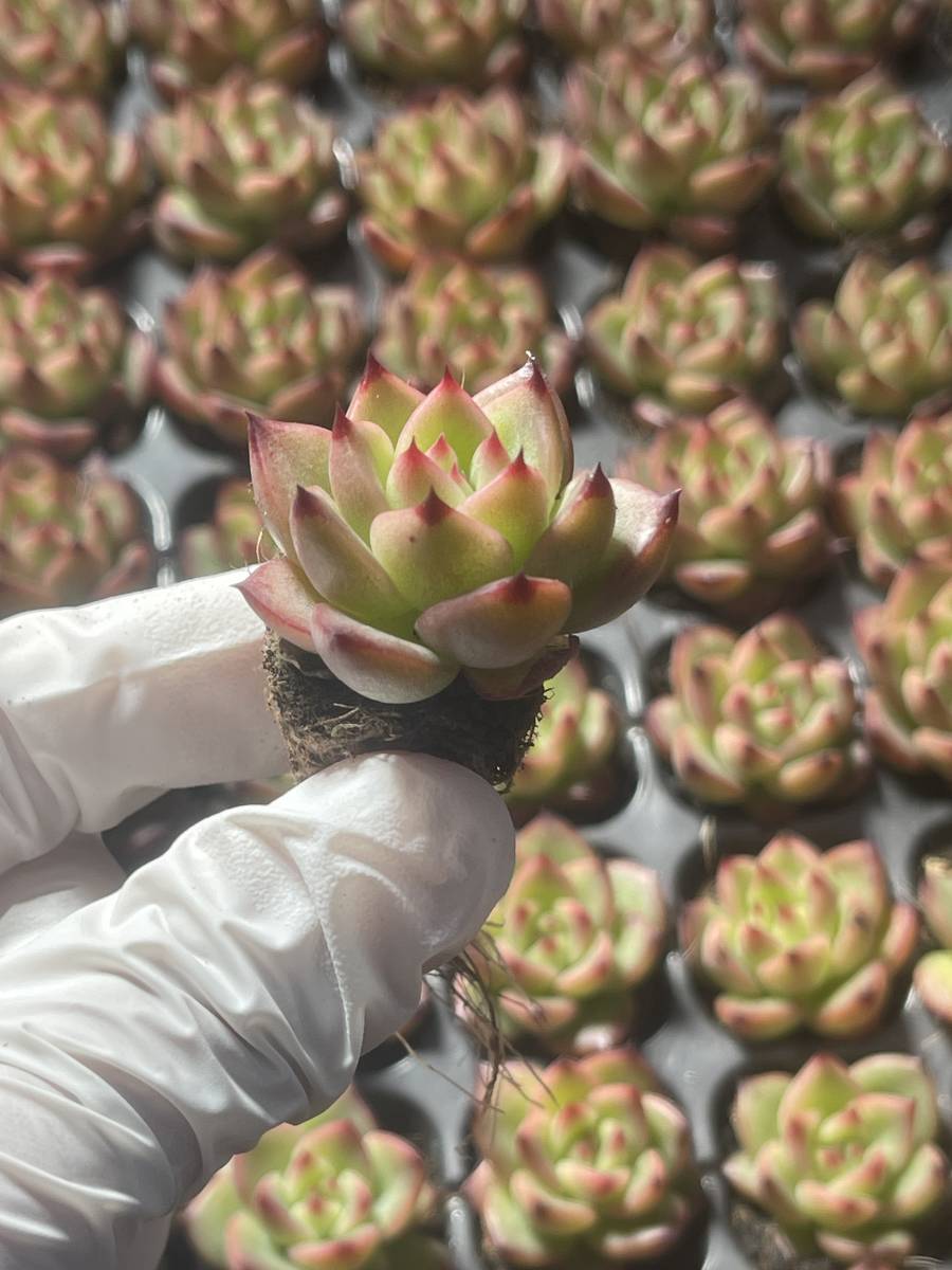 128株 L599-4 多肉植物 エケベリアアンストン 超美苗 サボテン 観葉植物 花 園芸　レア種 土と根付きで_画像1