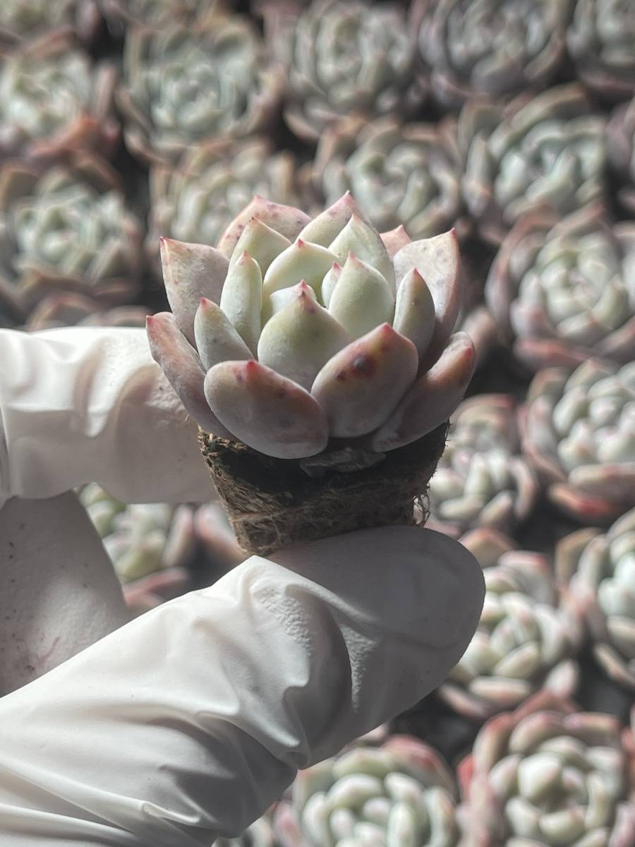 128株 595-6 多肉植物 エケベリア花石 超美苗 サボテン 観葉植物 花 園芸　レア種 土と根付きで_画像1