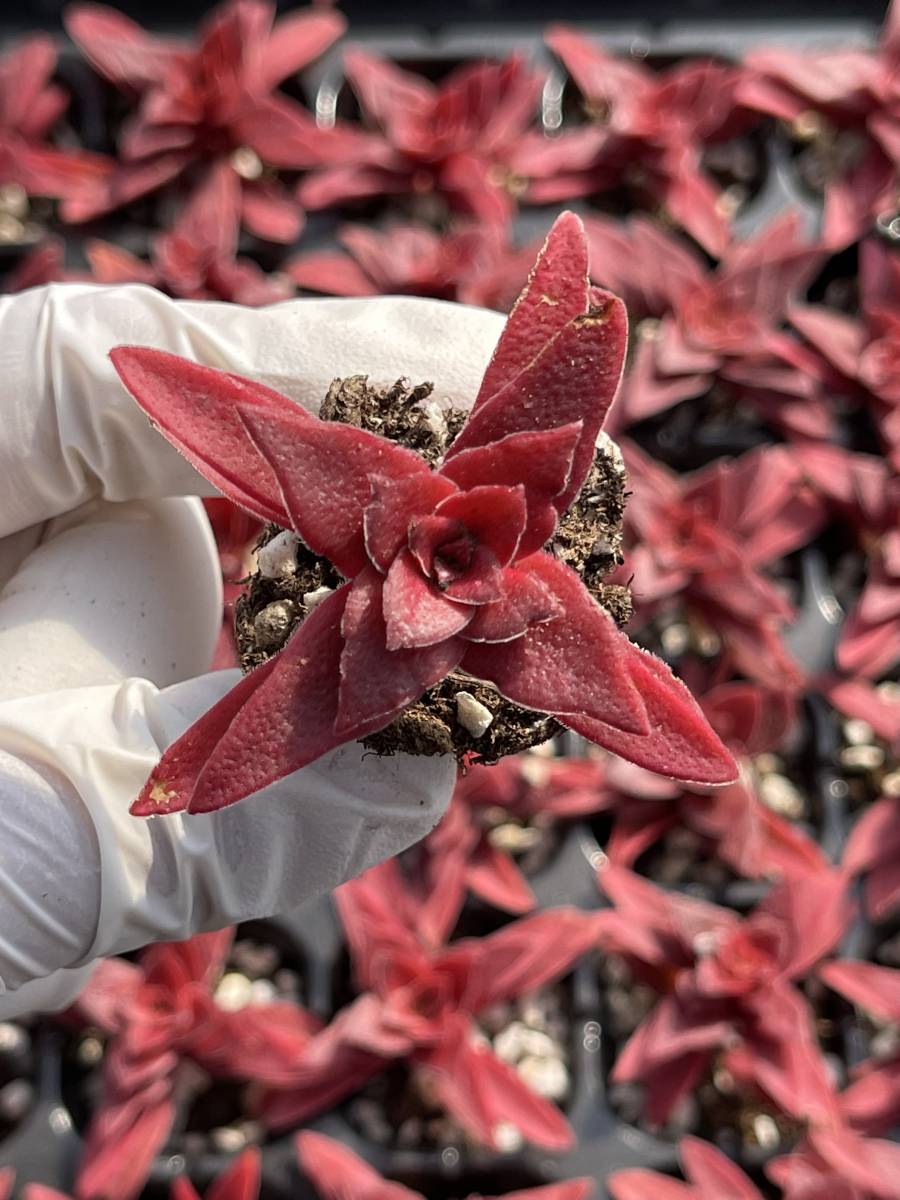 72株 L502-6 多肉植物 エケベリアレッドリーフバイオレット 超 72株 L502-6 多肉植物 エケベリアレッドリーフバイオレット 超