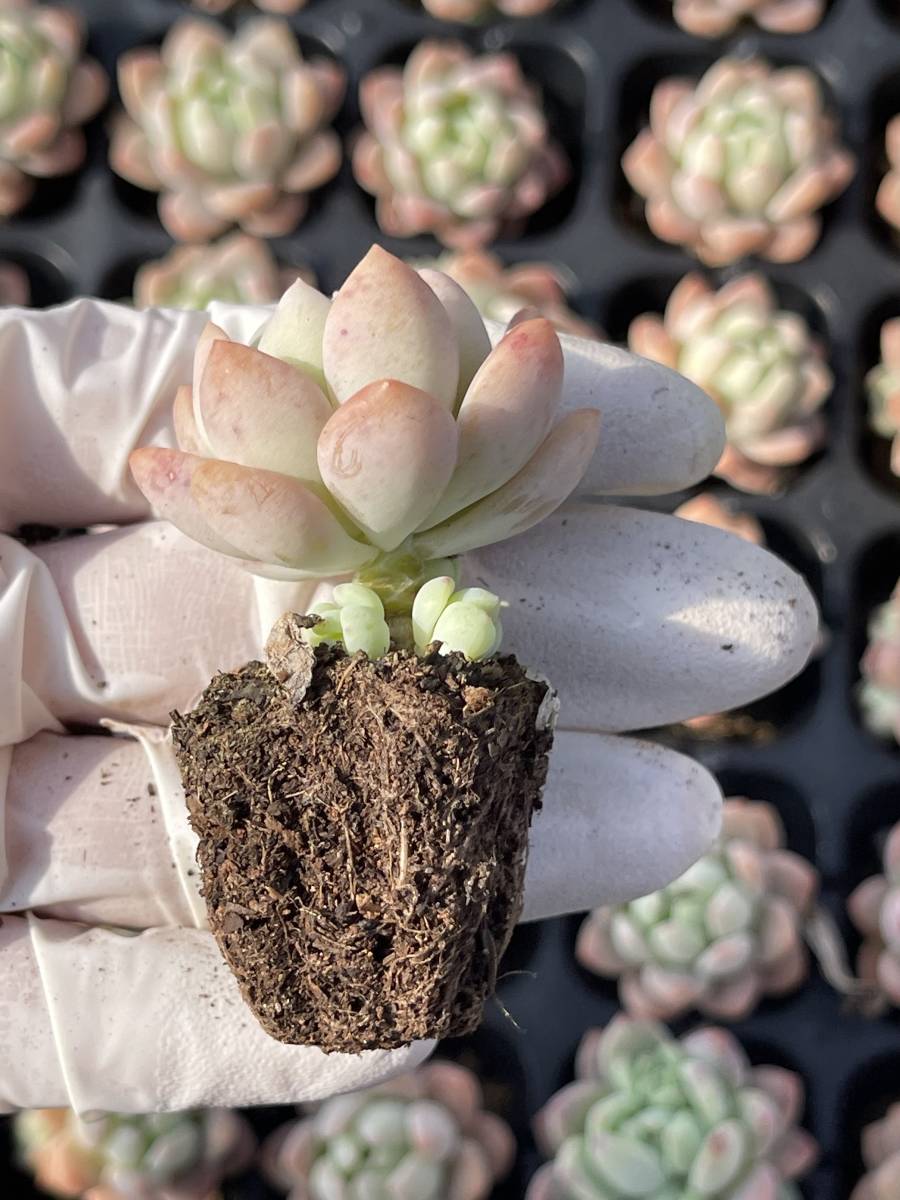72株 L531-6 多肉植物 エケベリア桃夭 超美苗 サボテン 観葉植物 72株 L531-6 多肉植物 エケベリア桃夭 超美苗 サボテン 観葉植物
