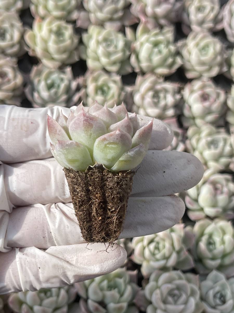 128株　L660-6多肉植物 エケベリア 白吉　超美苗 サボテン 観葉植物 花 園芸　レア種 土と根付き で_画像2