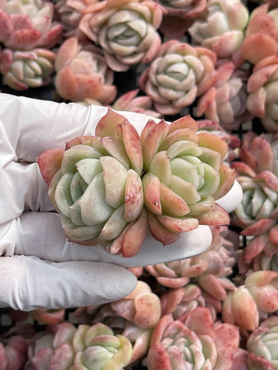 34株 M313-3多肉植物 エケベリア 落桜 超美苗 サボテン 観葉植物 花 園芸　レア種_画像1