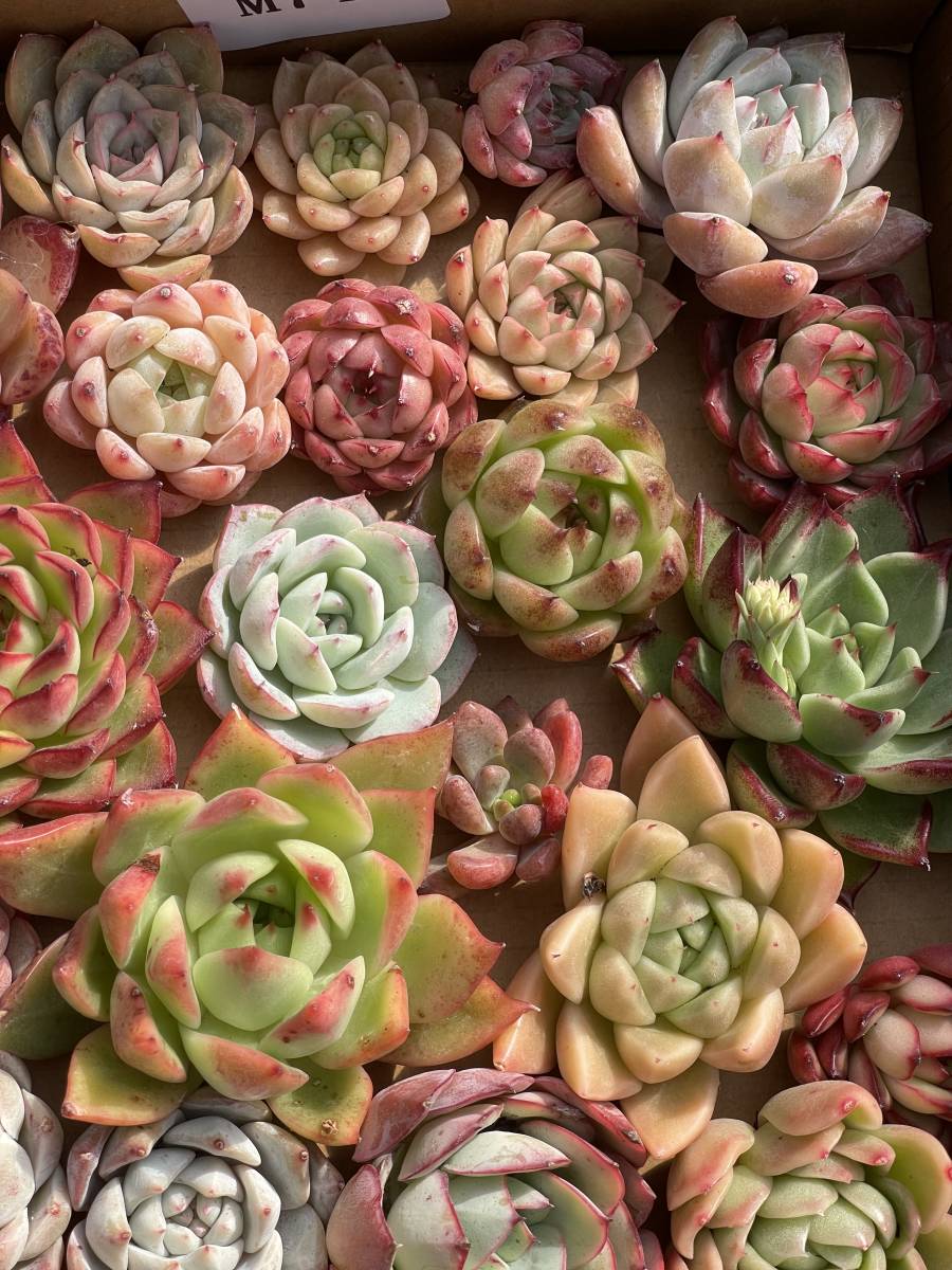 61株　M73+M74　多肉植物 エケベリア属　Echeveria DC 　ベンケイソウ科　交雑種類　超美苗 サボテン 観葉植物 花 レア種 61株セット_画像2