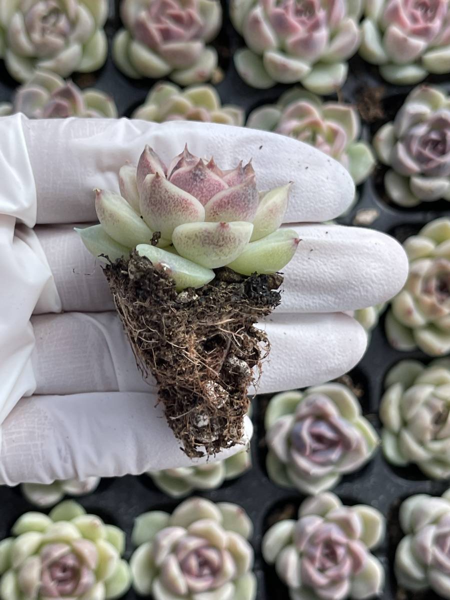 105株 M468-4多肉植物 エケベリア 紫晶ベンゼン 超美苗 サボテン 観葉植物 花 園芸　レア種 土と根付きで_画像2