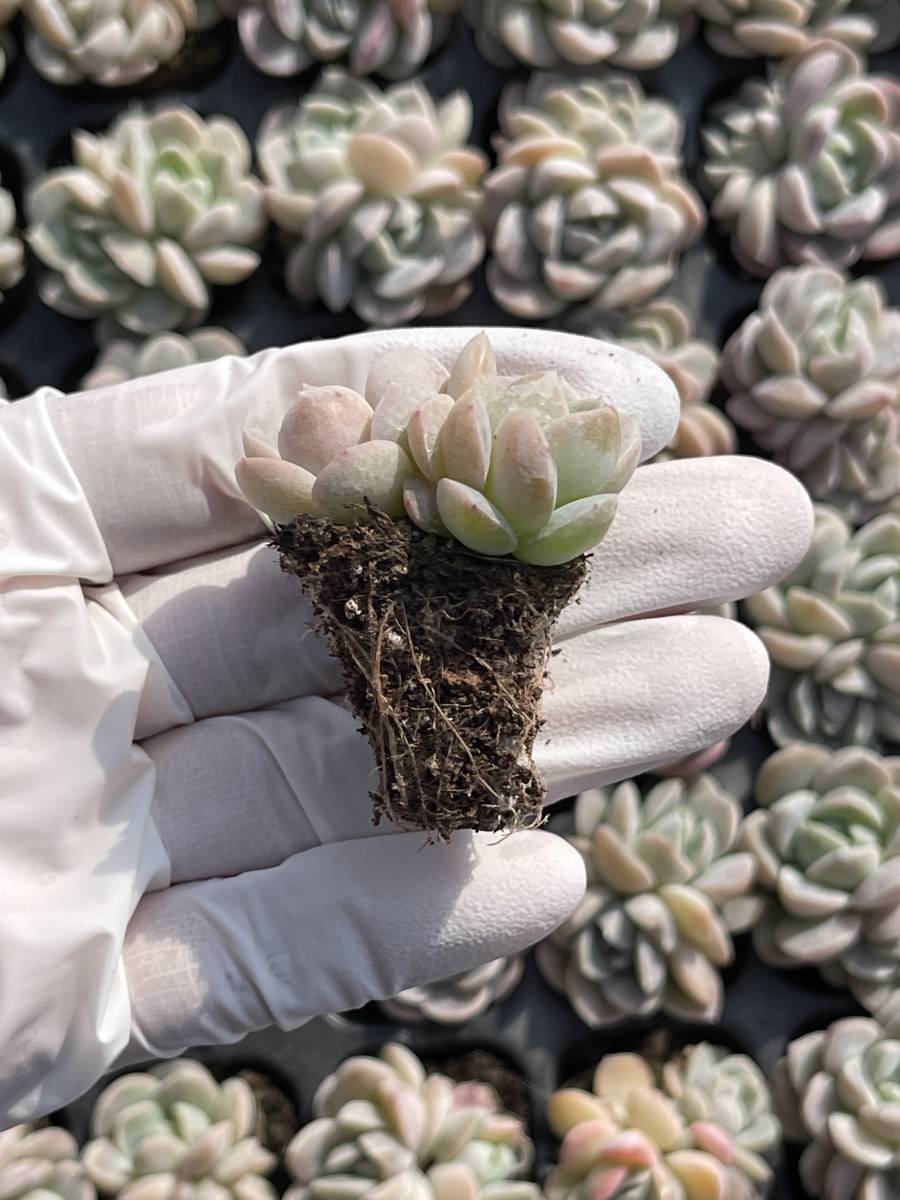 105株 M470-1多肉植物 エケベリア 雪媚娘 超美苗 サボテン 観葉植物 花 園芸　レア種 土と根付きで_画像2