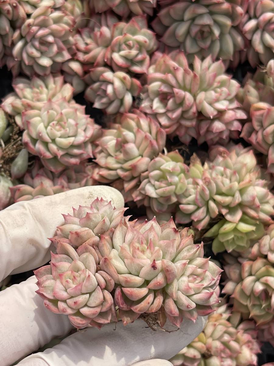 40株 N400-2多肉植物 エケベリア メビウス錦 超美苗 サボテン 観葉植物 花 園芸　レア種_画像1