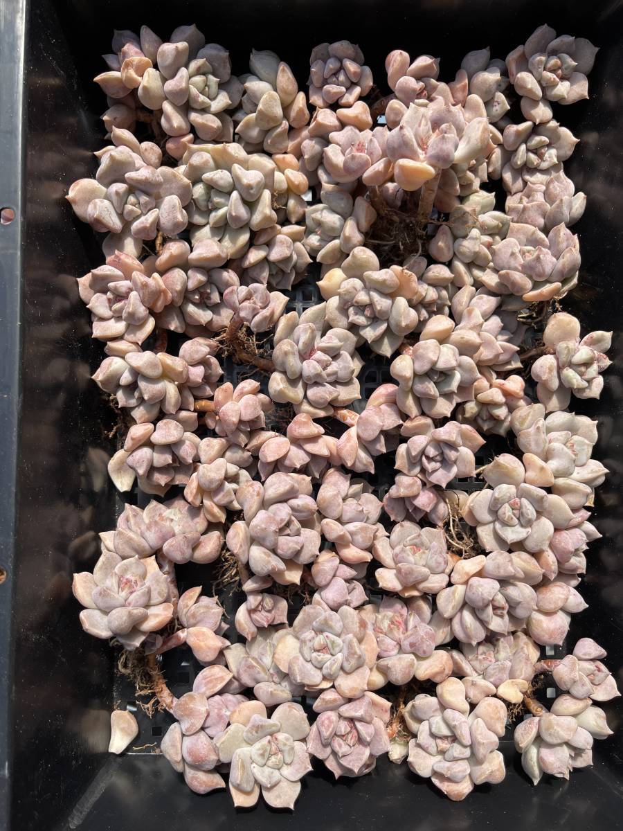 34株 N309-1多肉植物 エケベリア Echeveria 'Cream Puff 超美苗 サボテン 観葉植物 花 園芸　レア種 _画像3