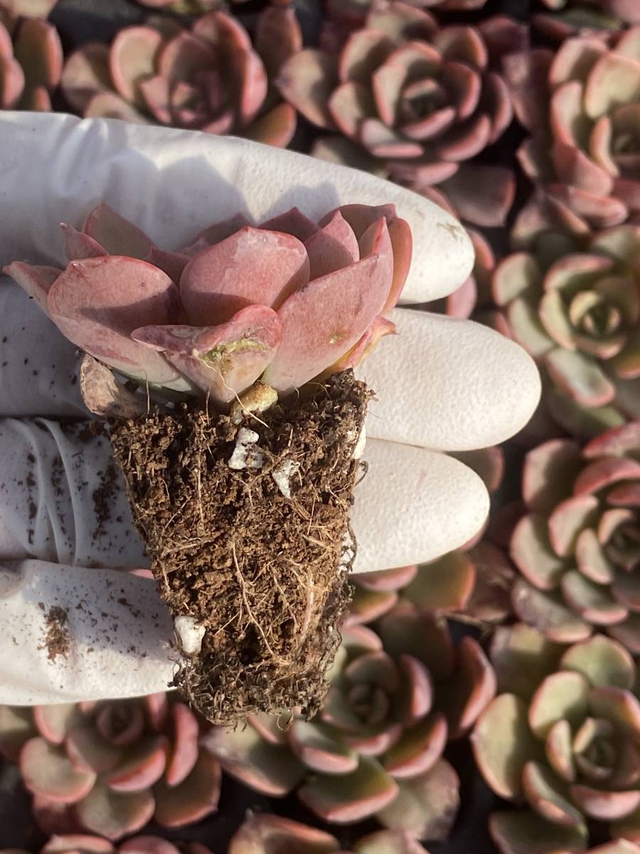 105株 N540-3多肉植物 エケベリア 赤舞 超美苗 サボテン 観葉植物 花 園芸　レア種 土と根付きで_画像2