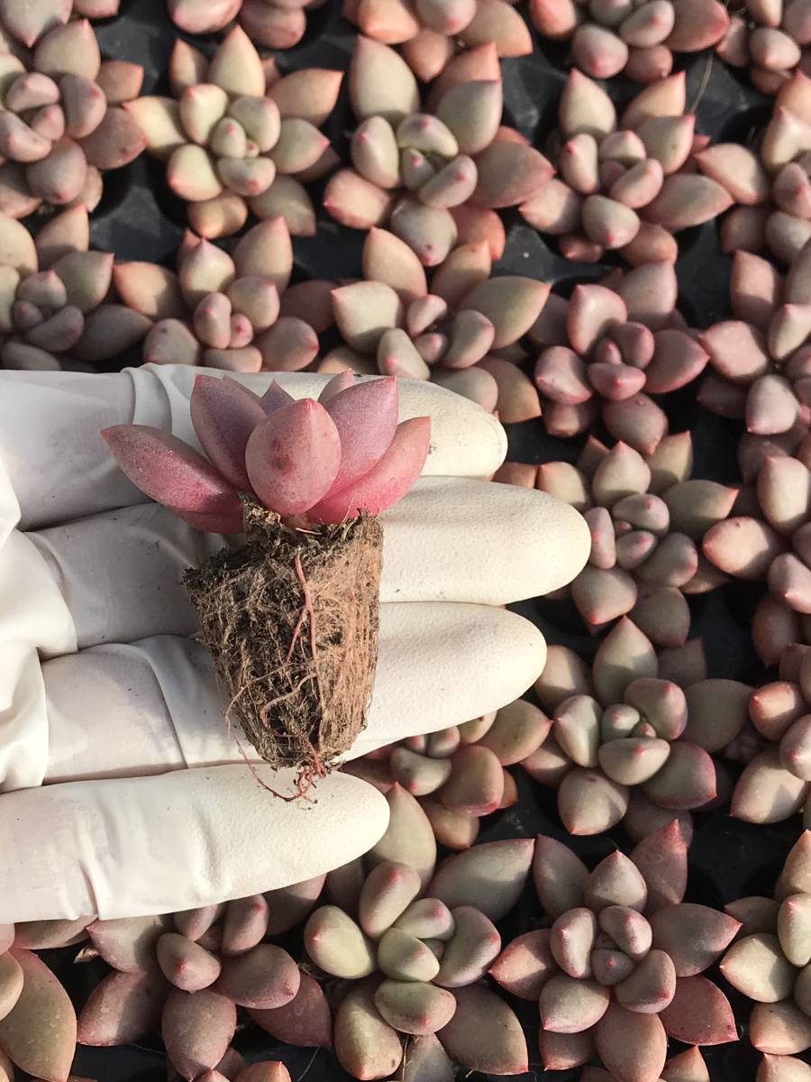 128株 N639-6多肉植物 エケベリア 赤い象牙 超美苗 サボテン 観葉植物 花 園芸　レア種 土と根付きで_画像2