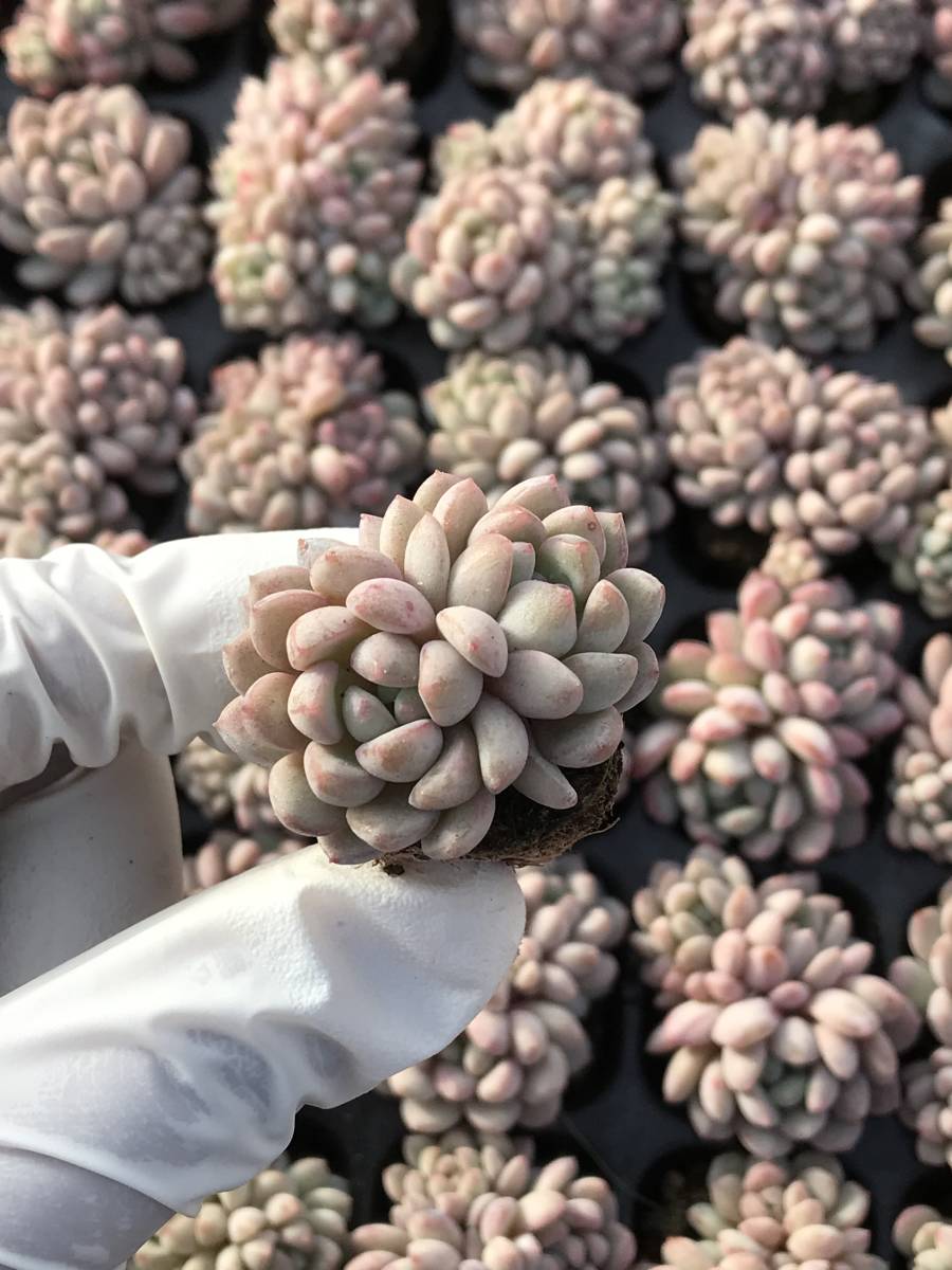 103株 N557-7多肉植物 エケベリア 赤い玉 超美苗 サボテン 観葉植物 花 園芸　レア種 土と根付きで_画像1