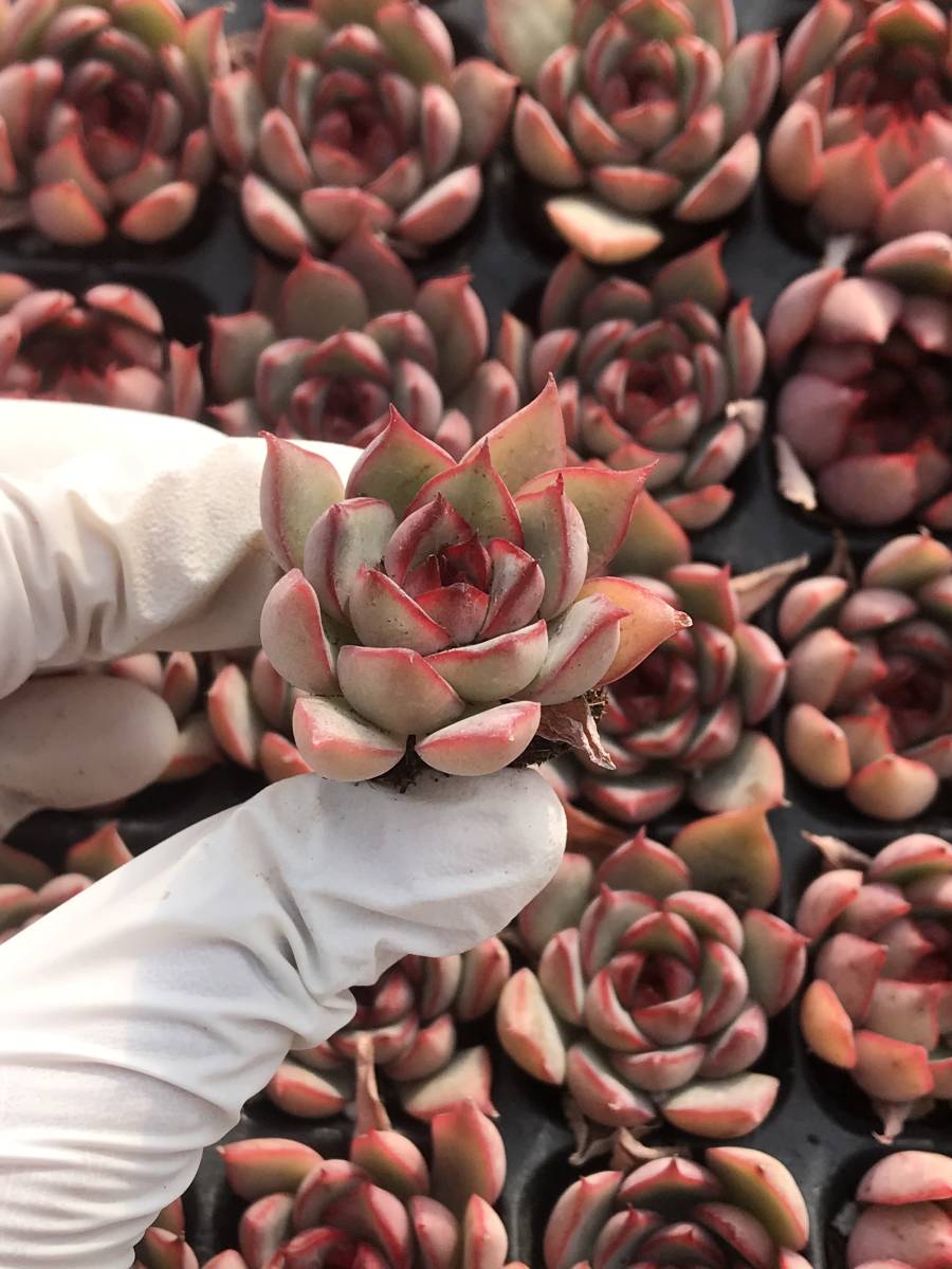 105株 P80-2多肉植物 エケベリア 宝蓮灯 超美苗 サボテン 観葉植物 花 園芸　レア種 土と根付きで_画像1