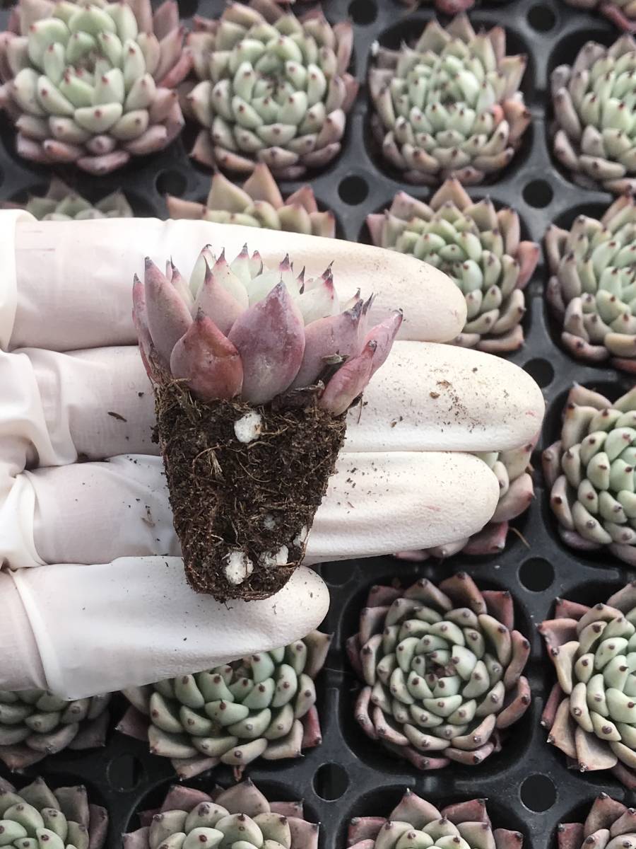 105株 P88-2多肉植物 エケベリア 緑爪 超美苗 サボテン 観葉植物 105株 P88-2多肉植物 エケベリア 緑爪 超美苗 サボテン 観葉植物