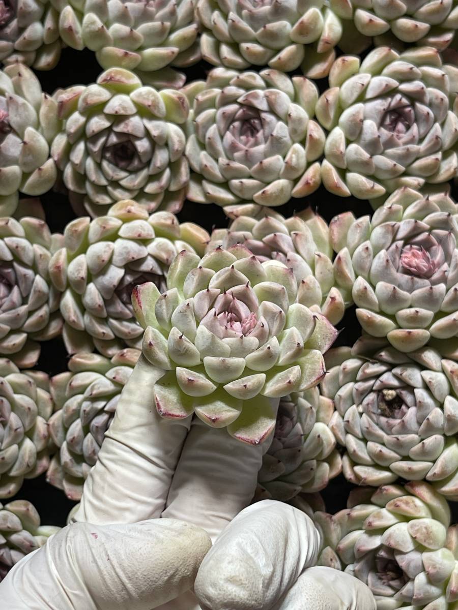 36株 P707-1多肉植物 エケベリア ユーゴー 超美苗 サボテン 観葉植物 花 園芸　レア種_画像1