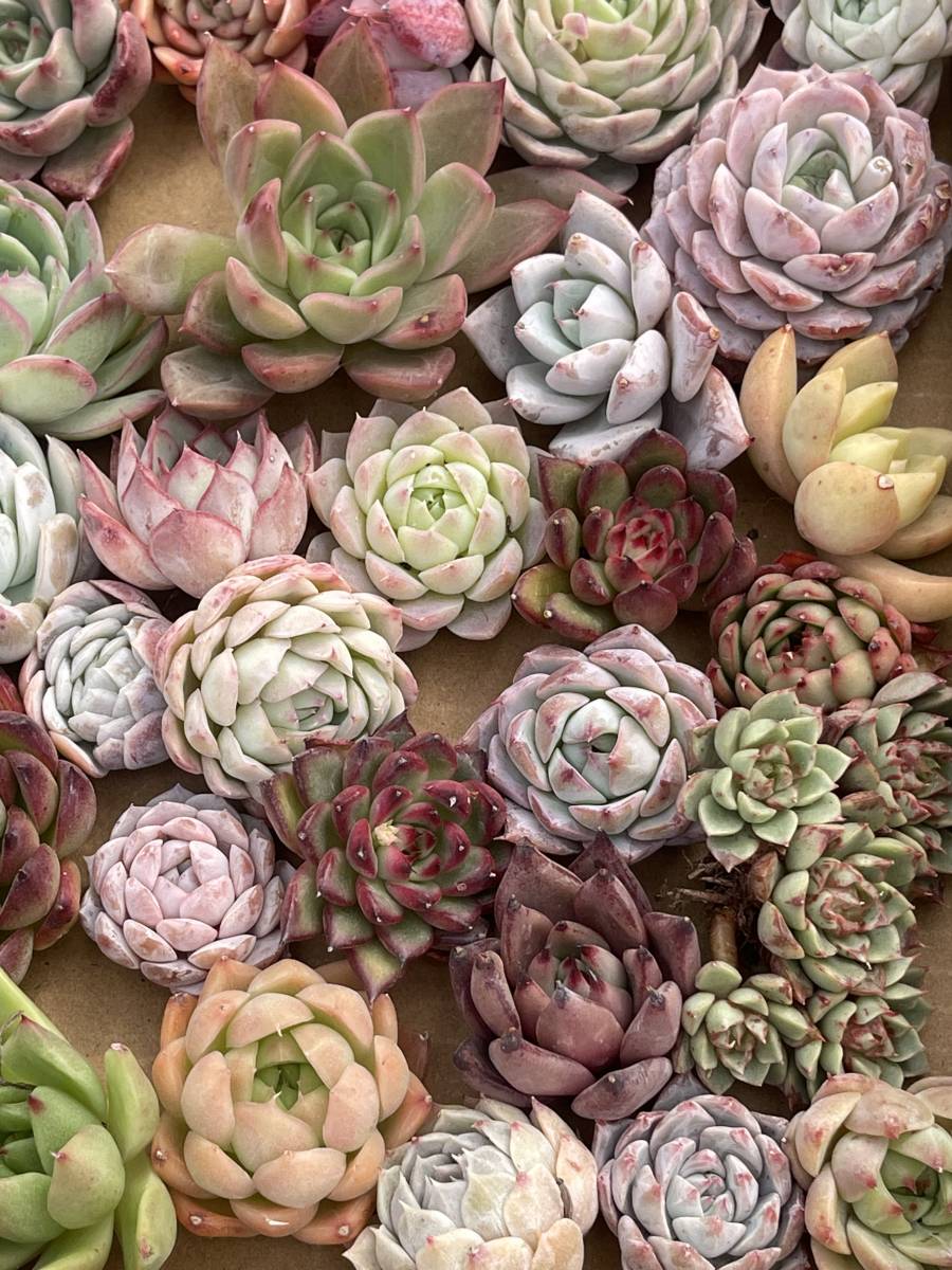 70株　P227+P228多肉植物 エケベリア属　Echeveria DC 　ベンケイソウ科　交雑種類　超美苗 サボテン 観葉植物 花 レア種70株セット_画像7