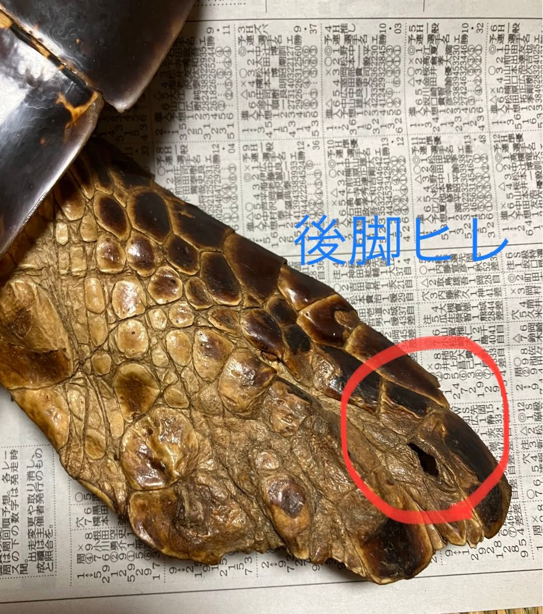 登録証あり】タイマイ ウミガメ剥製|Yahoo!フリマ(旧PayPay 登録証あり】タイマイ ウミガメ剥製|Yahoo!フリマ(旧PayPay