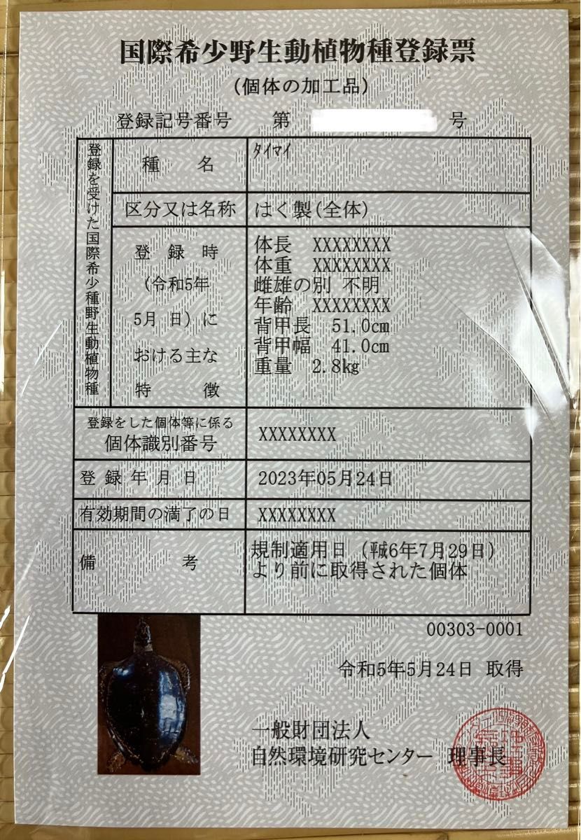 登録証あり】タイマイ ウミガメ剥製|Yahoo!フリマ(旧PayPay 登録証あり】タイマイ ウミガメ剥製|Yahoo!フリマ(旧PayPay